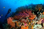 Ambiance Catherine-Wakatobi Sawa Cornucopia-21m-20180528-Denis-ADER-DSC_1468_tn
